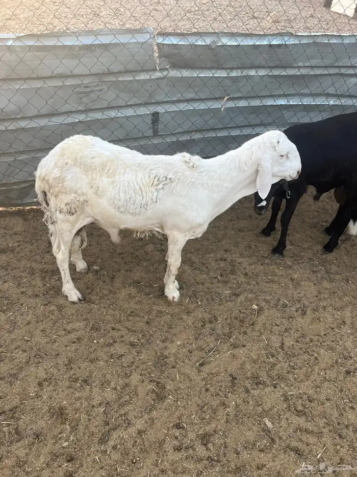 سواكن طيبه 3