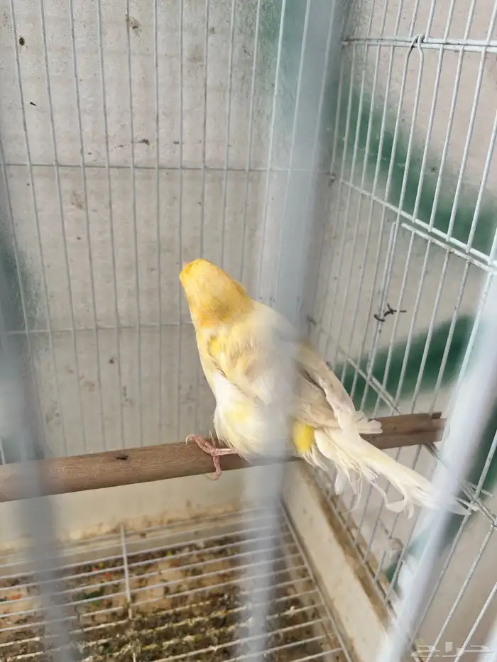 جوز كناري تحته ثلاث بيضات 3