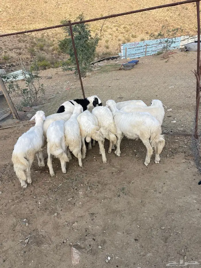 10 طليان 0