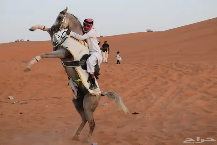 حصان واهو للبيع 1