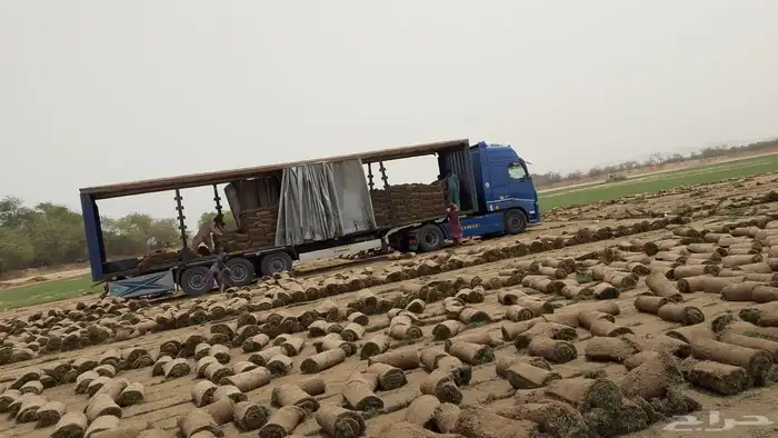 نجيله طبيعي 5