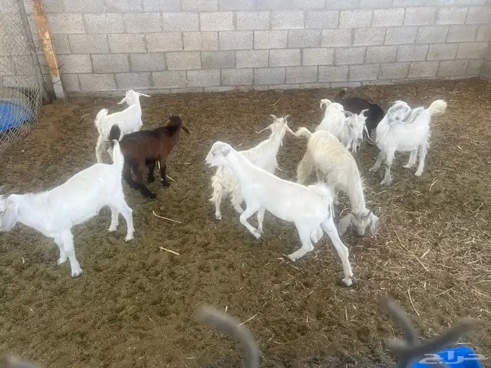تيوس جنوبي 3