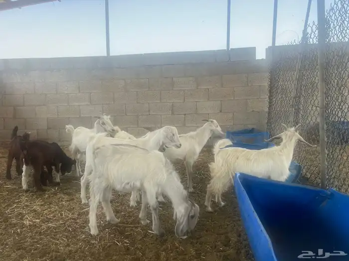 تيوس جنوبي 1