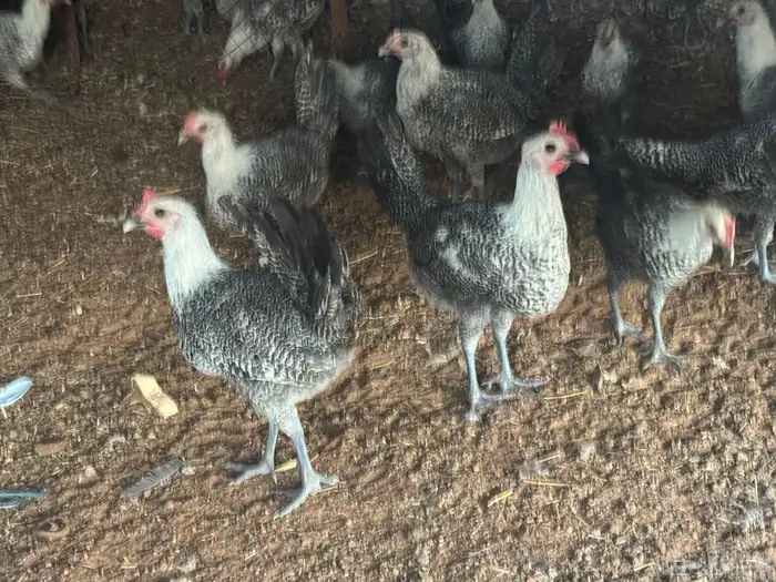 دجاج وديكه فيومي العمرخمس شهور على وجه تبييض اذكرو الله 1