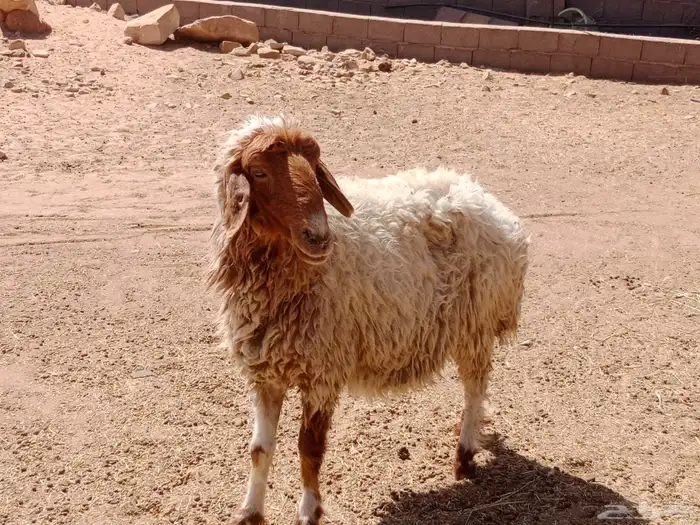 نعجه نعيمي 1