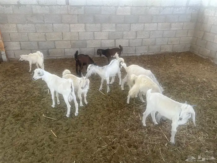 تيوس جنوبي 2