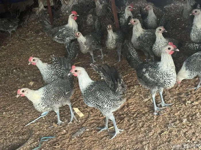 دجاج وديكه فيومي العمرخمس شهور على وجه تبييض اذكرو الله 2