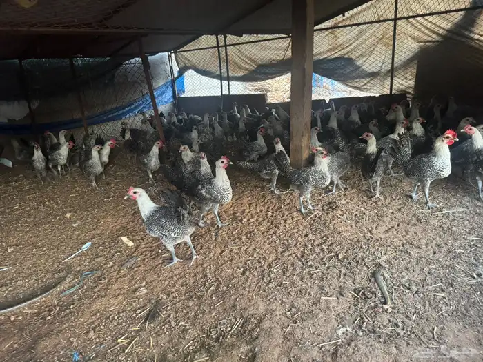 دجاج وديكه فيومي العمرخمس شهور على وجه تبييض اذكرو الله 4