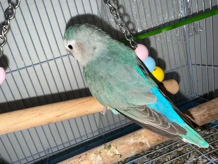 ببغاء روز 8