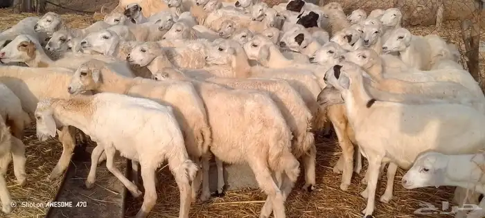 رخال مهجن حري من 650 3