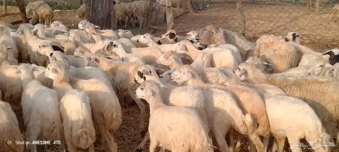 رخال مهجن حري من 650 0