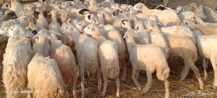 رخال مهجن حري من 650 1
