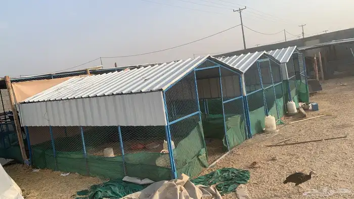 صنادق دجاج للبيع 0