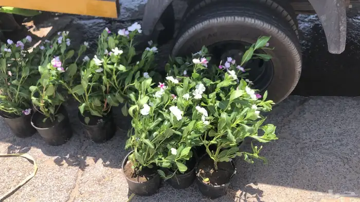 تنسيق الحدائق المنزلية 38