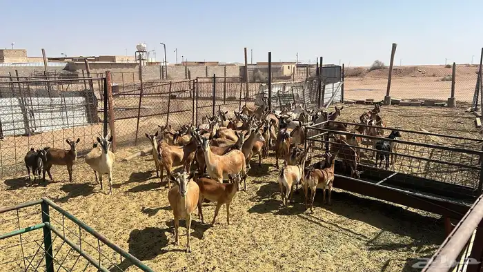 معزا جنوبي غيررر مهجن 2