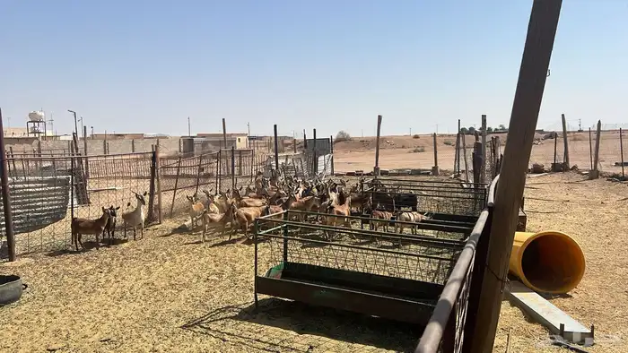 معزا جنوبي غيررر مهجن 4