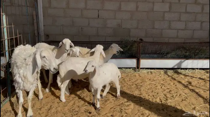 خلفات للبيع 0