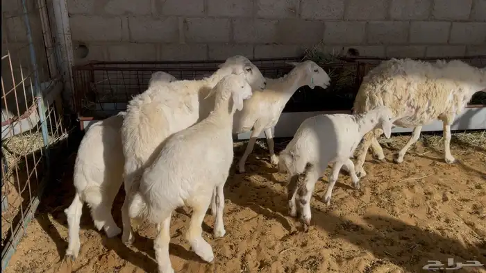 خلفات للبيع 2