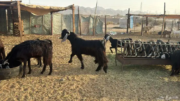 للبيع معزه عوراض 24 راس بي الفحل دفيع ومضاريع 0