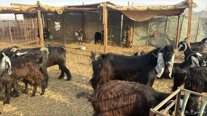 للبيع معزه عوراض 24 راس بي الفحل دفيع ومضاريع 22