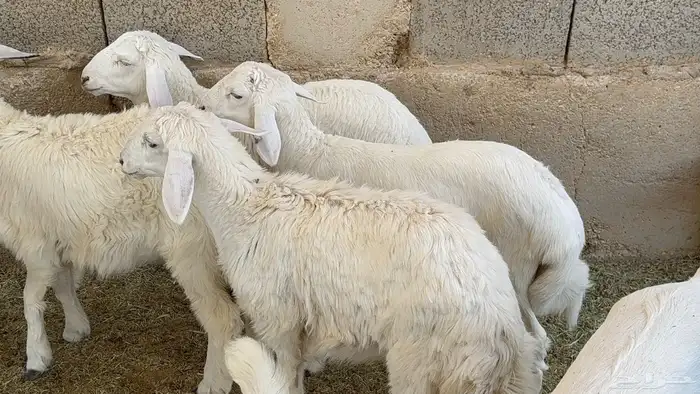 بهم حريات ذبايح هرافا 1