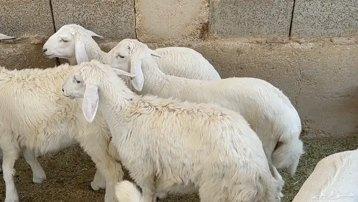 بهم حريات ذبايح هرافا 2