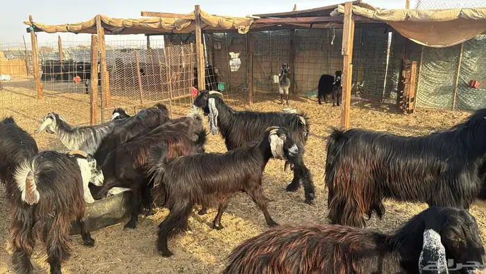 للبيع معزه عوراض 24 راس بي الفحل دفيع ومضاريع 12
