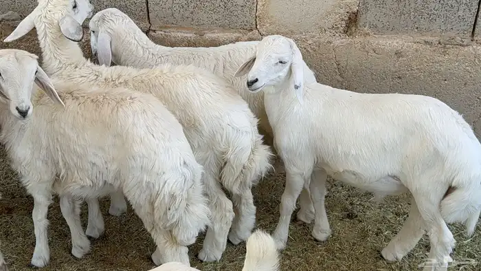 بهم حريات ذبايح هرافا 0