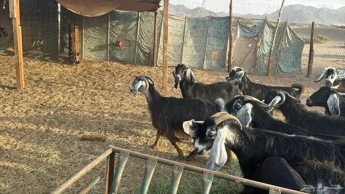 للبيع معزه عوراض 24 راس بي الفحل دفيع ومضاريع 6