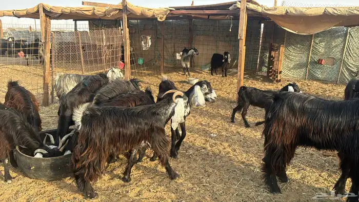 للبيع معزه عوراض 24 راس بي الفحل دفيع ومضاريع 14