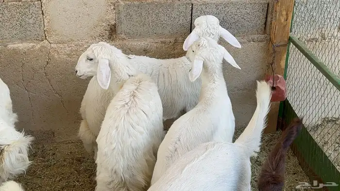 بهم حريات ذبايح هرافا 4