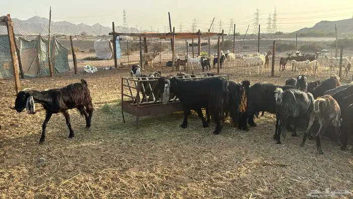 للبيع معزه عوراض 24 راس بي الفحل دفيع ومضاريع 3