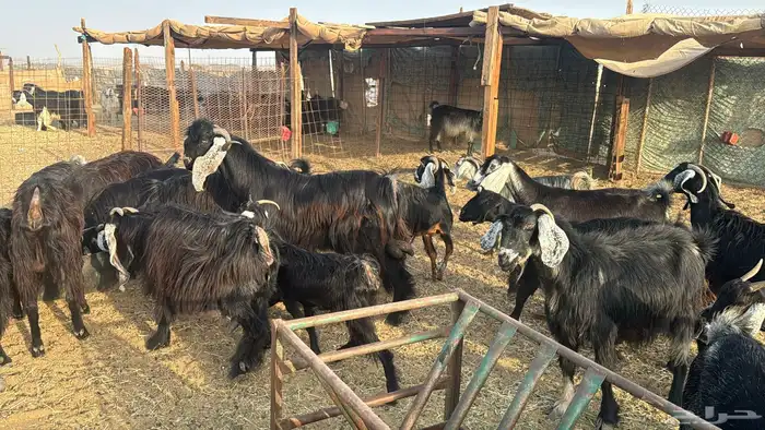 للبيع معزه عوراض 24 راس بي الفحل دفيع ومضاريع 5