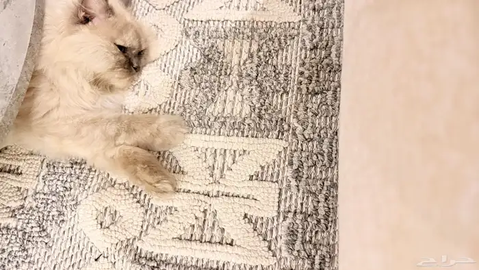 حصلت قط ضايع من اهلها 4