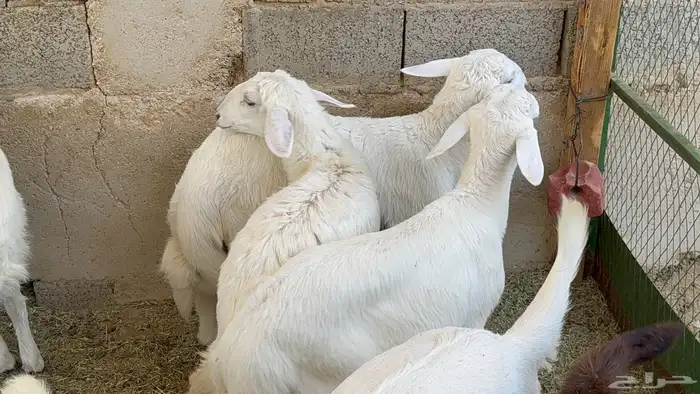 بهم حريات ذبايح هرافا 5
