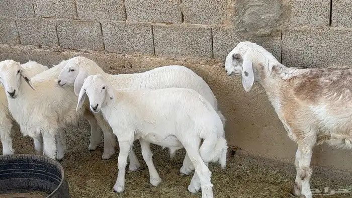 بهم حريات ذبايح هرافا 7
