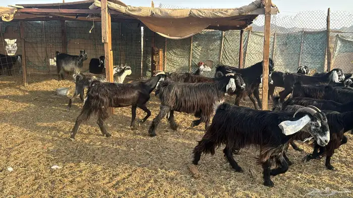 للبيع معزه عوراض 24 راس بي الفحل دفيع ومضاريع 21