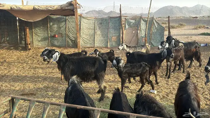 للبيع معزه عوراض 24 راس بي الفحل دفيع ومضاريع 4