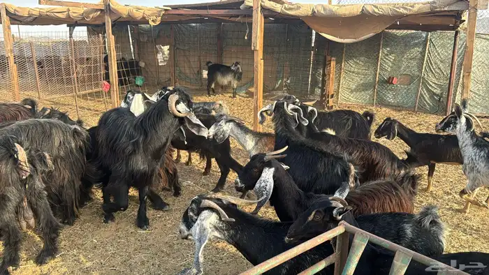 للبيع معزه عوراض 24 راس بي الفحل دفيع ومضاريع 9