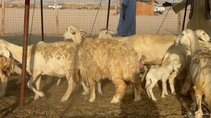 غنم خلفات حريات حرش صنف عددها 50 معاها 50 والفحل 16