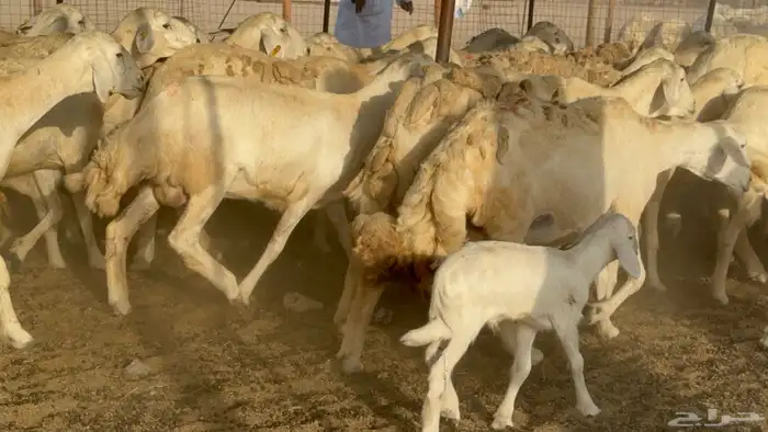 غنم خلفات حريات حرش صنف عددها 50 معاها 50 والفحل 10
