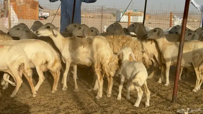 غنم خلفات حريات حرش صنف عددها 50 معاها 50 والفحل 11