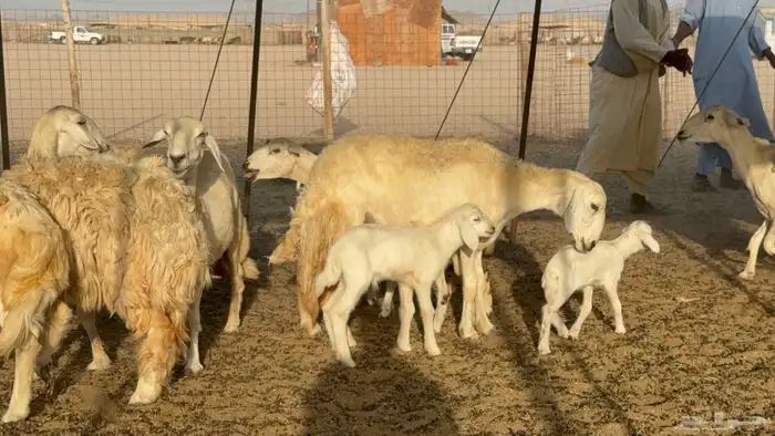 غنم خلفات حريات حرش صنف عددها 50 معاها 50 والفحل 17