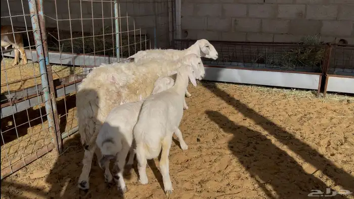 خلفات للبيع 3