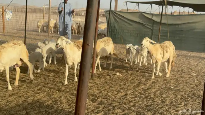 غنم خلفات حريات حرش صنف عددها 50 معاها 50 والفحل 23
