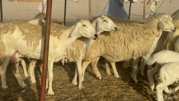 غنم خلفات حريات حرش صنف عددها 50 معاها 50 والفحل 1