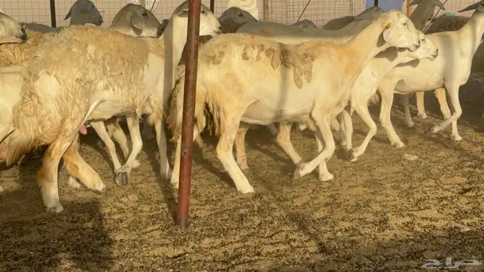 غنم خلفات حريات حرش صنف عددها 50 معاها 50 والفحل 8