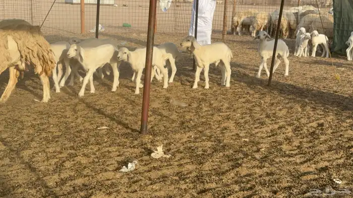 غنم خلفات حريات حرش صنف عددها 50 معاها 50 والفحل 12