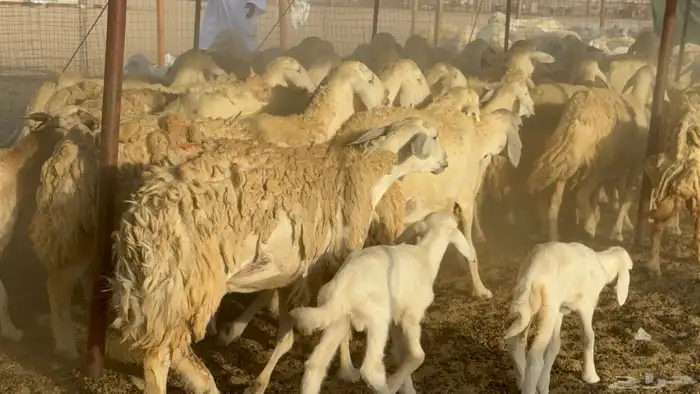 غنم خلفات حريات حرش صنف عددها 50 معاها 50 والفحل 19