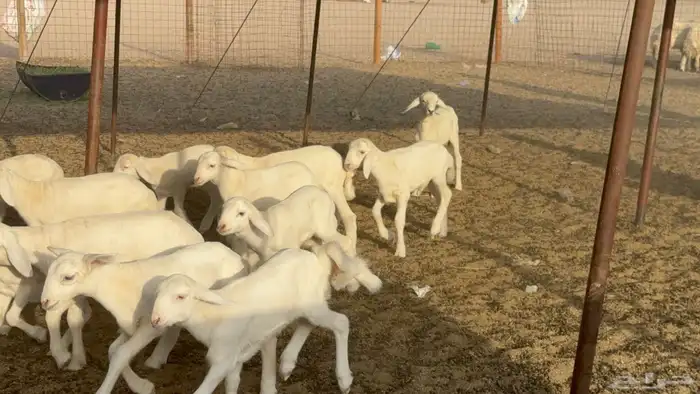 غنم خلفات حريات حرش صنف عددها 50 معاها 50 والفحل 9